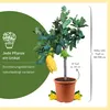 Meine Orangerie Buddhas Hand Zitrone Mezzo - echter Produktbild-Vorschau 8