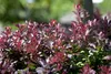 A close-up view of a shrub with red and green leaves. Produktbild-Vorschau
