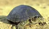 Sable De Rivière Pour Aquariums Et Terrariums De Tortues Voir les images du produit 5