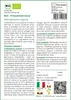 SAFLAX  -- Prezzemolo liscio - 600 semi - Petroselinum Anteprima dell’immagine prodotto 3