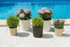 Potted plants are arranged on a tiled patio next to a swimming pool. Produktbild-Vorschau