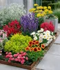 BALDUR Garten 9er Set Bunter Staudengarten, Pflanzen im 7x7 Produktbild-Vorschau 1