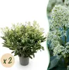Skimmia japonica Finchy - Blüte Weiß - 40+ Blüten - 2 Produktbild-Vorschau 1