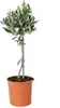 Bloomique - Olea Europaea - Olivenbaum Echt - Produktbild-Vorschau 1