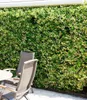 BALDUR Garten 1x Winterharter Jasmin 'Star of Toscane®' Produktbild-Vorschau 5