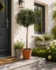Pień drzewa oliwnego 100-120 cm - Śródziemnomorskie drzewo Podgląd zdjęcia produktu 3