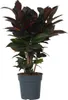 Croton - Codiaeum variegatum 'Mrs. Iceton' - Hauteur Voir les images du produit 1