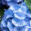 Bloomique - Lot de 3 - Hydrangea Macrophylla Early Blue - Voir les images du produit 4