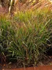 Stauden Gänge 1 x Panicum virgatum 'Squaw' im 1 Liter Topf Produktbild-Vorschau 5