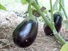 Aubergine Samen Schwarze Schönheit Lila Birne Der Liebe 1G Produktbild-Vorschau 20