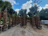 PALME TRACHYCARPUS FORTUNEI HÖHE 350CM WINTERHART –19 °C  Produktbild-Vorschau 4
