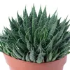 Aloe - pflegeleichte Zimmerpflanze, Aloe aristata 'magic Produktbild-Vorschau 4