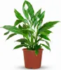 Spathiphyllum (mesiacovka) - izbová rastlina, 70 - 80cm, Náhľad obrázku produktu 1