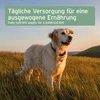 A golden retriever dog stands in a field of tall grass at sunset. Produktbild-Vorschau