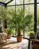 Palmier nain dattier Phoenix roebelenii, 160-180 cm | Voir les images du produit 3