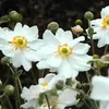 6 x Herbst Anemone  - Anemone hybrida 'Whirlwind'  | Topf Produktbild-Vorschau 2