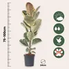 Figowiec sprężysty - Ficus Elastica 'Tineke' - Wysokość Podgląd zdjęcia produktu 2