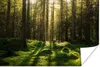 MuchoWow® Poster Bäume - Wald - Moos - Pflanzen - Sonne - Produktbild-Vorschau 1