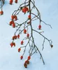 Hundsrose 60-100 cm, im Topf - Rosa canina Produktbild-Vorschau 2