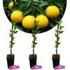 Set di 3 Limoni Swingle - Citrus citrumelo - Difficili da Anteprima dell’immagine prodotto 1