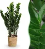 Zamioculcas 80 - 90cm, šírka 21cm, s košíkom, cisticka Náhľad obrázku produktu 2