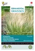Buzzy Ornamental Grasses Zartes Federgras 'Pony Tails' Produktbild-Vorschau 1