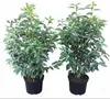 10x Prunus lusitanica 'Angustifolia', Portugiesischer Produktbild-Vorschau 1