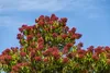 A close-up view of the top of a tree with red flowers and green leaves against a blue sky. Náhľad obrázku produktu