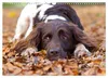 Faszination Jagdhund - Kleiner Münsterländer (Wandkalender Produktbild-Vorschau 12