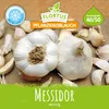 Artikelbild 2 von 'Winterpflanzknoblauch Messidor' aus der Kategorie Pflanzknoblauch Produktbild-Vorschau