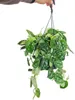 Edera - Scindapsus pictus arguraeus nel cesto appeso 15 cm Anteprima dell’immagine prodotto 1