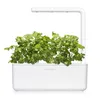 Click & Grow Cilantro/Coriander, Roślina jadalna, Kolendra, Podgląd zdjęcia produktu 14