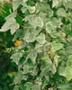 Hedera helix 'Glacier', Efeu, grün-weiß, ca. 9x9 cm Topf Produktbild-Vorschau 3