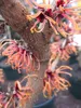 Hamamelis intermedia Feuerzauber - Zaubernuss Feurezauber - Produktbild-Vorschau 1