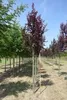 Prunus cer. 'Nigra' - Blutpflaume 60- 80 cm - Container Produktbild-Vorschau 2