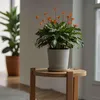 Calathée - Set de 2 - Calathea crocata 'Tassmania' - Voir les images du produit 4