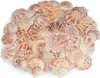 Jakobsmuscheln 0,5 kg 4-6 cm ca. 60-70 Stück Kammmuscheln Produktbild-Vorschau 4