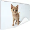 MuchoWow® Poster Katze - Rot - Kätzchen - Mädchen - Kinder Produktbild-Vorschau 1