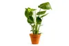Gardners Monstera deliciosa, průměr 12 cm Náhled obrázku produktu 1