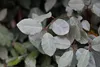 Stauden Gänge 10 x Elaeagnus ebbingei - Wintergrüne Ölweide Produktbild-Vorschau 7