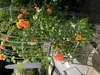 Rosenbogen Paris Rund Gesamtbreite 1,20 m Verzinkt Pergola Produktbild-Vorschau 8