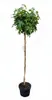 Liquidambar styraciflua Gumball, Amberbaum, Höhe:170-180 Produktbild-Vorschau 1