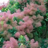 Perückenstrauch ´SMOKEY JOE´ 80-90 cm, kont. 5 l Produktbild-Vorschau 3