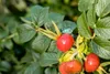 Rosa rugosa, Apfelrose, pink, 30–40 cm Produktbild-Vorschau 9