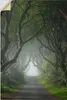 ARTland Wandbild, selbstklebend Dark Hedges in mystischer Produktbild-Vorschau 1