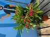 A potted plant with pink flowers sits on a wooden deck next to a blue mural of a swimmer. Produktbild-Vorschau