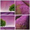 Bilder auf glas - Wiese lavenda Sommer Landschaft - Produktbild-Vorschau 8