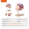 Model lidského mozku - Anatomická studie - 4 části - Náhled obrázku produktu 7