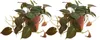 Bloomique - Zestaw 2 szt. - Philodendron Scandens Micans - Podgląd zdjęcia produktu 1