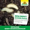 Neudorff Nützlinge gegen Dickmaulrüssler – 5 Mio. Produktbild-Vorschau 9